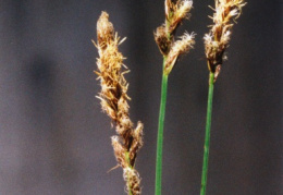 Carex elongata