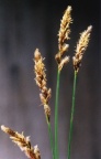 Carex elongata
