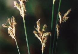 Carex brizoides