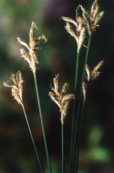 20020500_bonfol_ch-de-manche_carex_brizoides.jpg