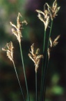 Carex brizoides