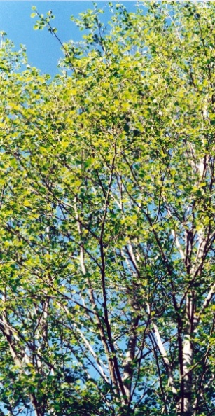 20020500_court_stade_alnus_incana_01.jpg
