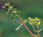 Veronica arvensis, Véronique des champs