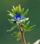 Veronica arvensis, Véronique des champs