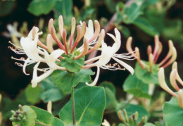 Lonicera caprifolium, Chèvrefeuille des jardins