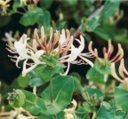 Lonicera caprifolium, Chèvrefeuille des jardins