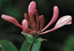 Lonicera caprifolium, Chèvrefeuille des jardins