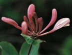 Lonicera caprifolium, Chèvrefeuille des jardins