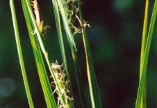 Carex hirta