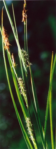 20020500_grandval_carex_hirta_01.jpg