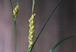 Carex hirta