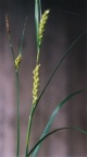 Carex hirta