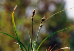 Carex pairae