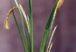 Carex sylvatica