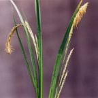 Carex sylvatica