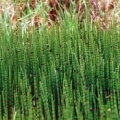 20020500_grandval_equisetum_fluviatile_01.jpg