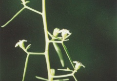 Thesium pyrenaicum, Thésium des Pyrénées