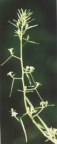Thesium pyrenaicum, Thésium des Pyrénées