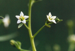 Thesium pyrenaicum, Thésium des Pyrénées