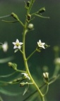 Thesium pyrenaicum, Thésium des Pyrénées