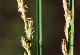 Carex elongata