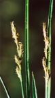 Carex elongata
