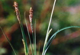 Carex hirta