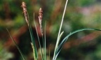Carex hirta