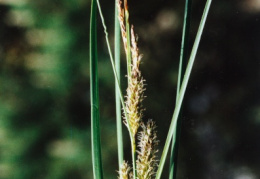 Carex rostrata