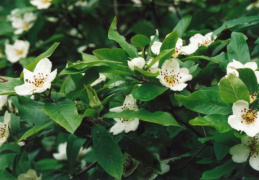 Mespilus germanica, Néflier d'Allemagne