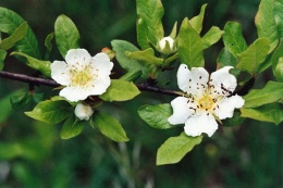 Mespilus germanica, Néflier d'Allemagne