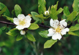 Mespilus germanica, Néflier d'Allemagne