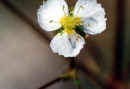 Alisma plantago-aquatica, Flûteau commun