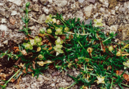 Sagina procumbens