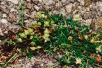 Sagina procumbens