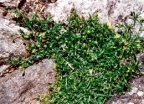 Sagina procumbens
