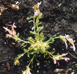 Pedicularis sylvatica, Pédiculaire des forêts