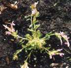 Pedicularis sylvatica, Pédiculaire des forêts