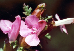 Pedicularis sylvatica, Pédiculaire des forêts
