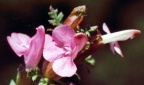 Pedicularis sylvatica, Pédiculaire des forêts
