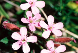 Saponaria ocymoides