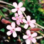 Saponaria ocymoides