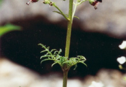 Scrophularia juratensis, Scrophulaire du Jura