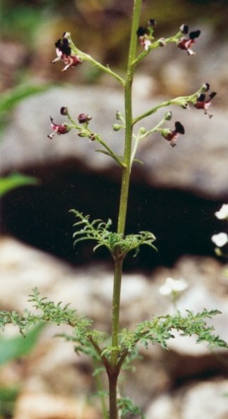 20020500_st-brais_cesai_scrophularia_juratensis_01.jpg