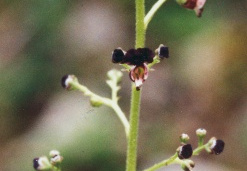 Scrophularia juratensis, Scrophulaire du Jura