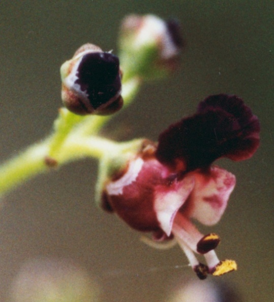 20020500_st-brais_cesai_scrophularia_juratensis_03.jpg