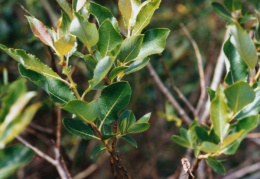 Salix triandra