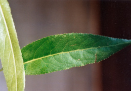 Salix triandra