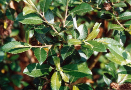 Salix triandra