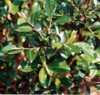 Salix triandra